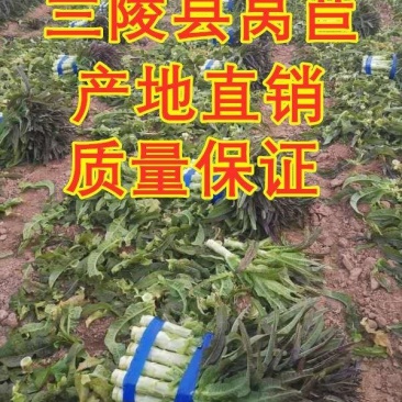 山东莴笋，红叶莴笋，三青皮莴笋，青皮青肉商超专供电商市场