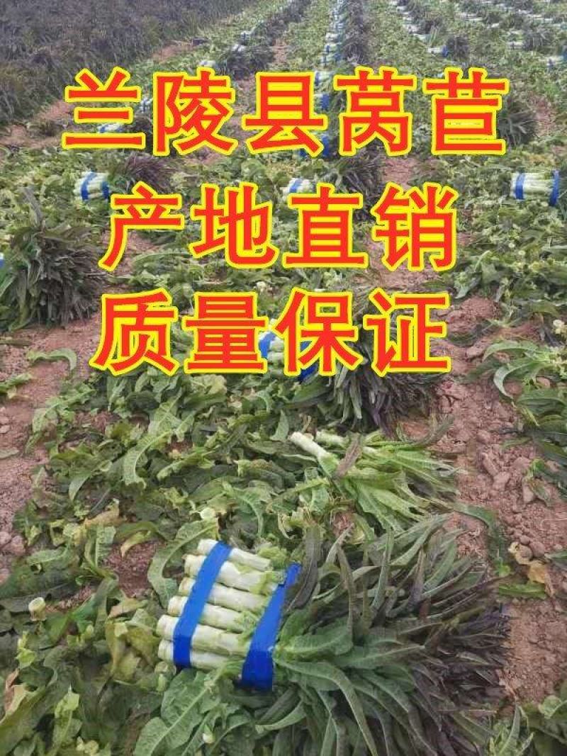 山东莴笋，红叶莴笋，三青皮莴笋，青皮青肉商超专供电商市场