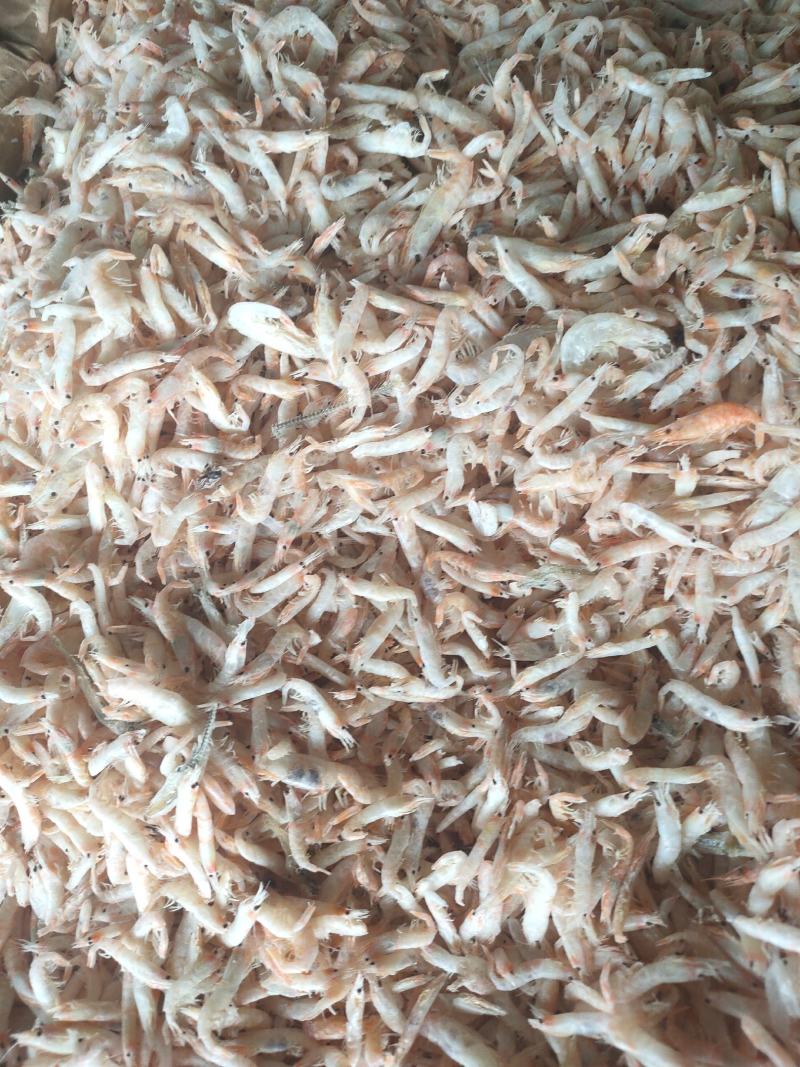 淡干麦秆虾，干度好鲜度高