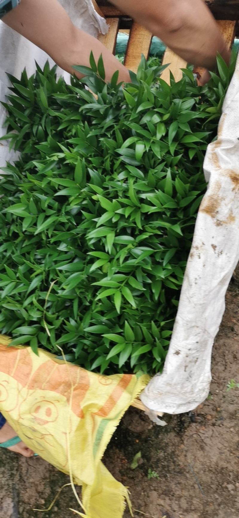 平安树，驱蚊树，竹柏，一盆里有8或8颗以上小苗的