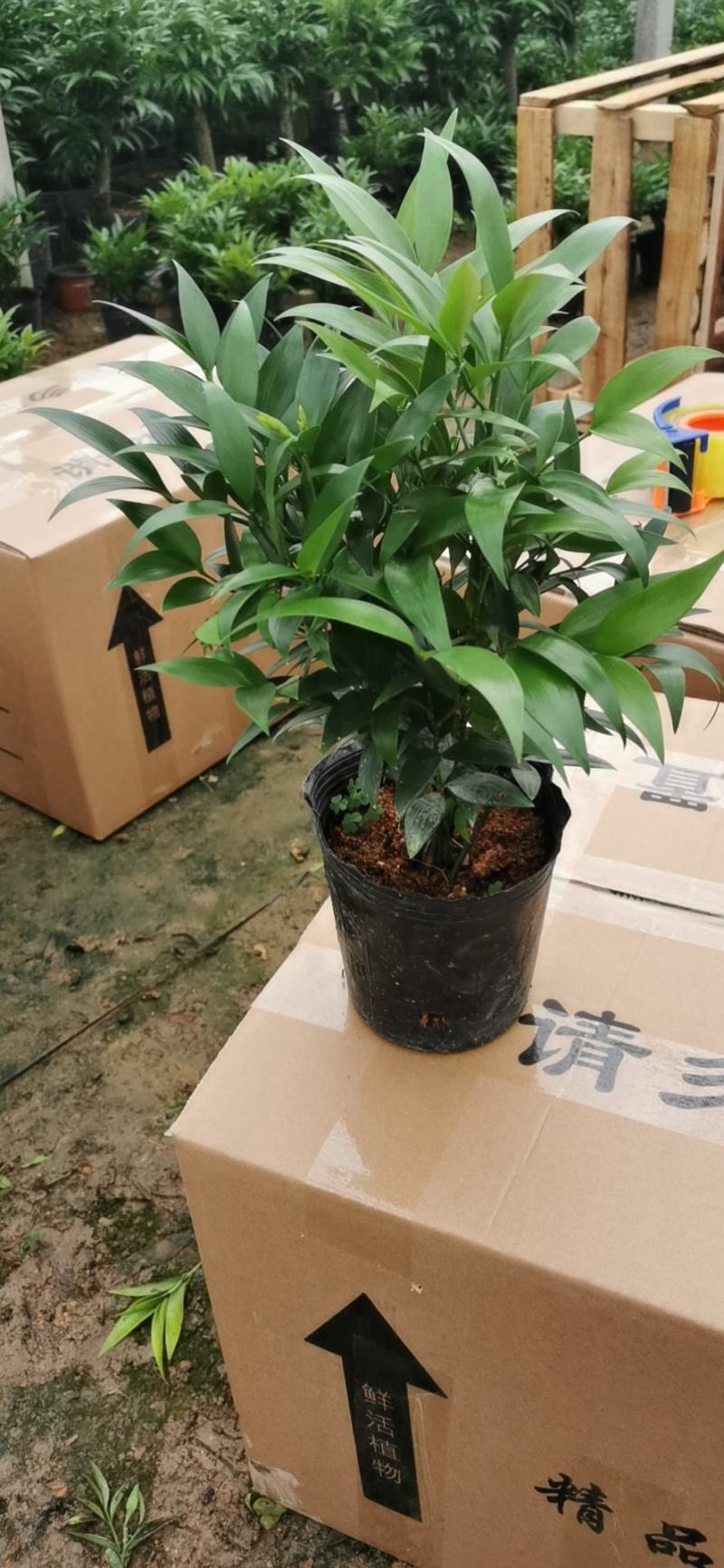 平安树，驱蚊树，竹柏，一盆里有8或8颗以上小苗的