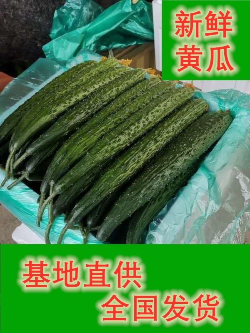 山东黄瓜，颜色黑，短把，密刺一手货源，优选黄瓜电商专供