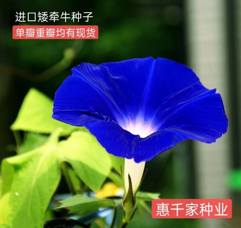 矮牵牛种子进口重瓣矮牵牛种子垂吊盆栽爬藤植物牵牛花种子