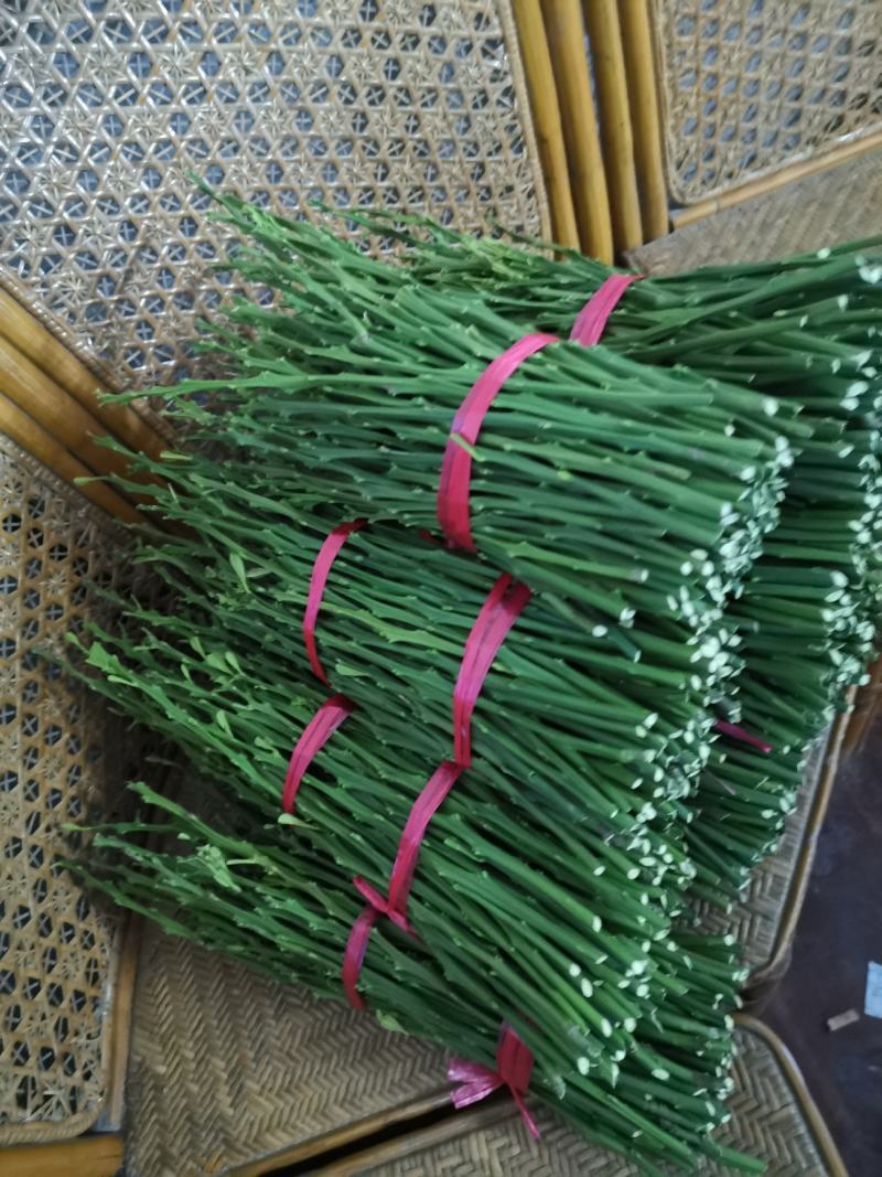 橘之尤物鸡尾葡萄柚柑橘嫁接枝条