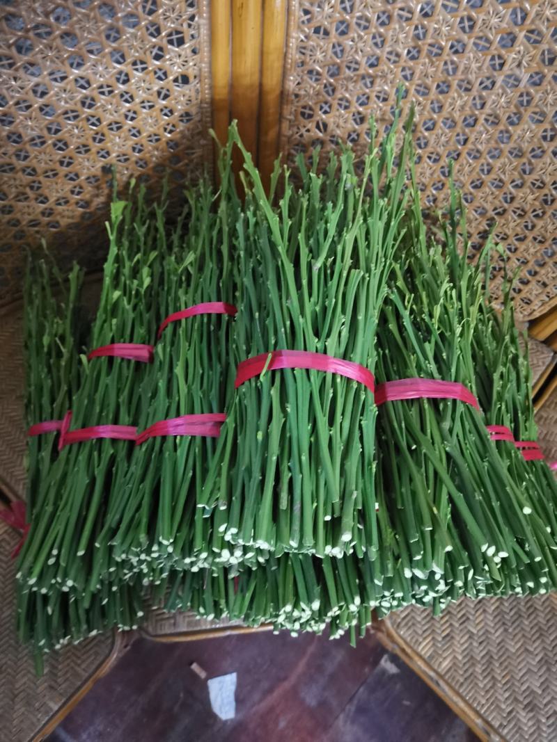 橘之尤物鸡尾葡萄柚柑橘嫁接枝条