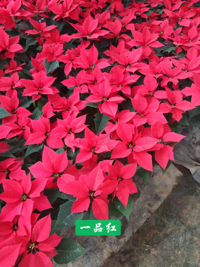 一品红，基地自产一手货源，质量保障。童叟无欺