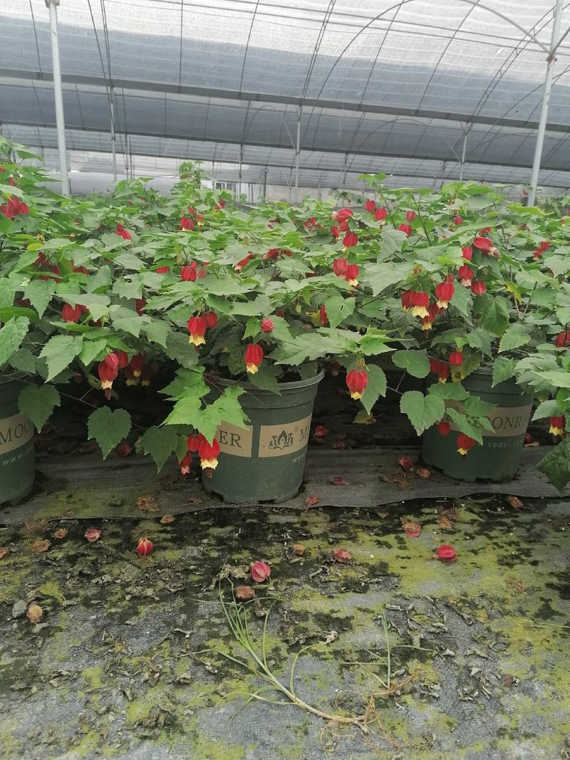 自家苗圃供应灯笼花基地直销一手货源视频看货