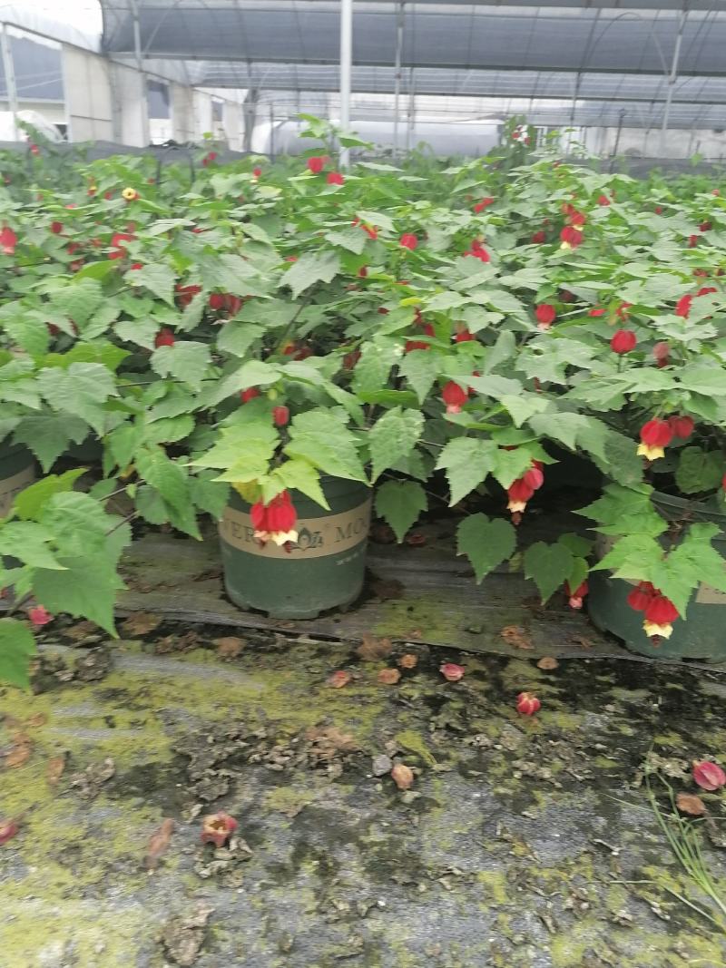 自家苗圃供应灯笼花基地直销一手货源视频看货