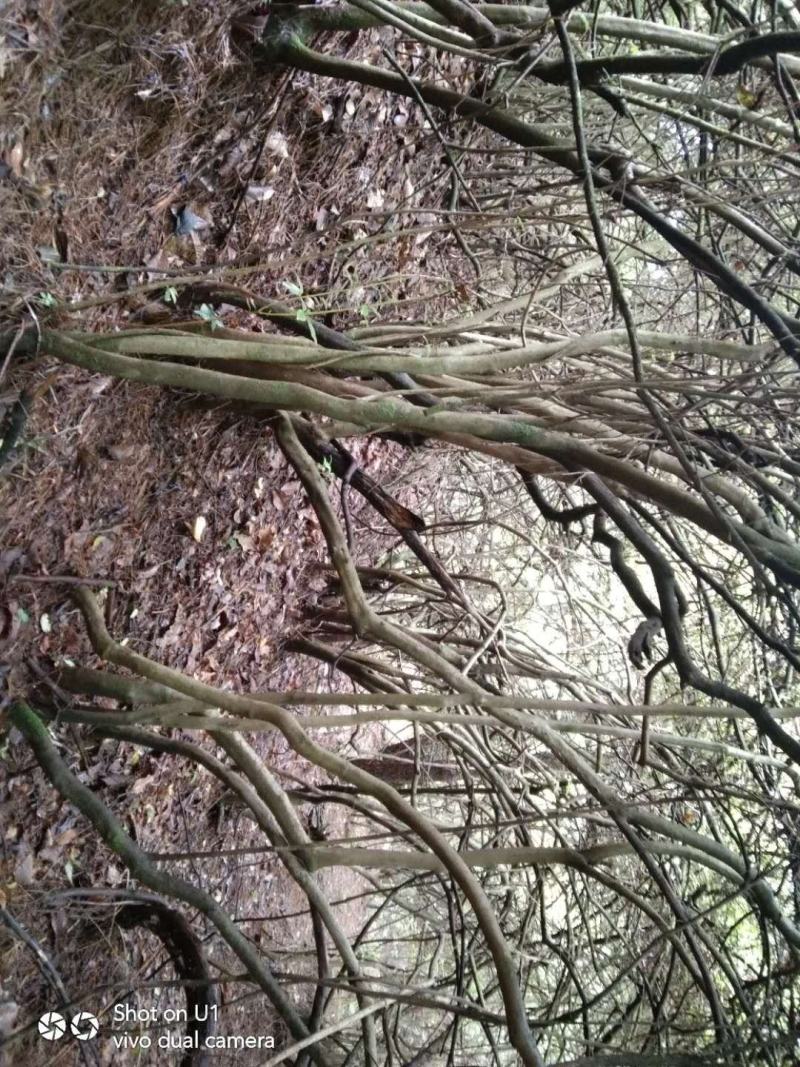 映山红老桩盆景地景大量现货