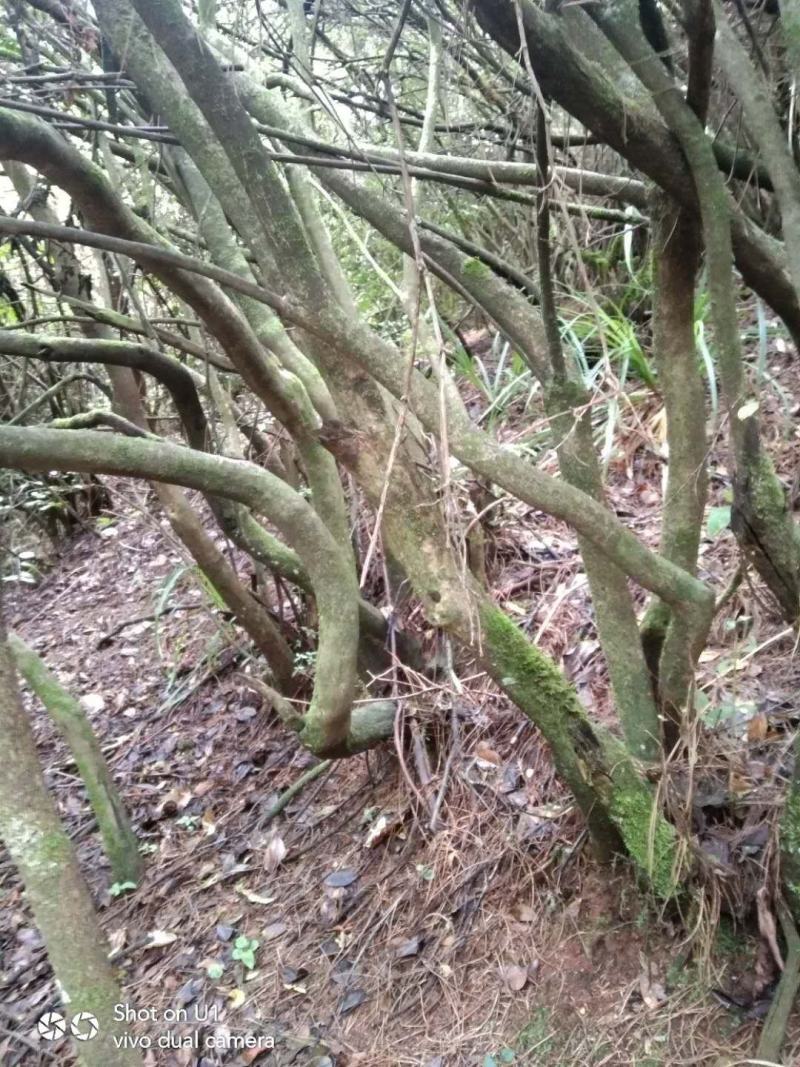 映山红老桩盆景地景大量现货