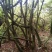 映山红老桩盆景地景大量现货