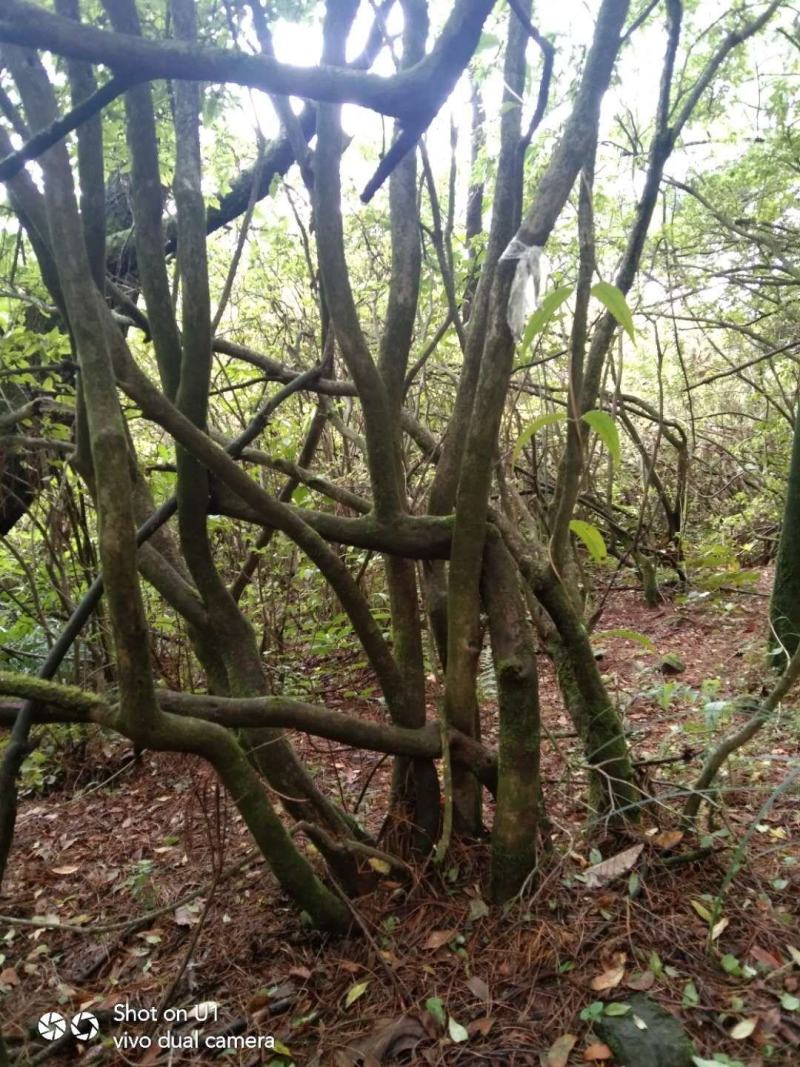 映山红老桩盆景地景大量现货