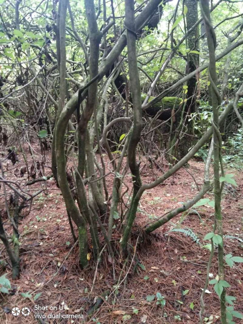 映山红老桩盆景地景大量现货