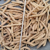 包邮批发太子参正品太子参太子参太子参