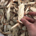中药材甘草新货货型各种规格齐全