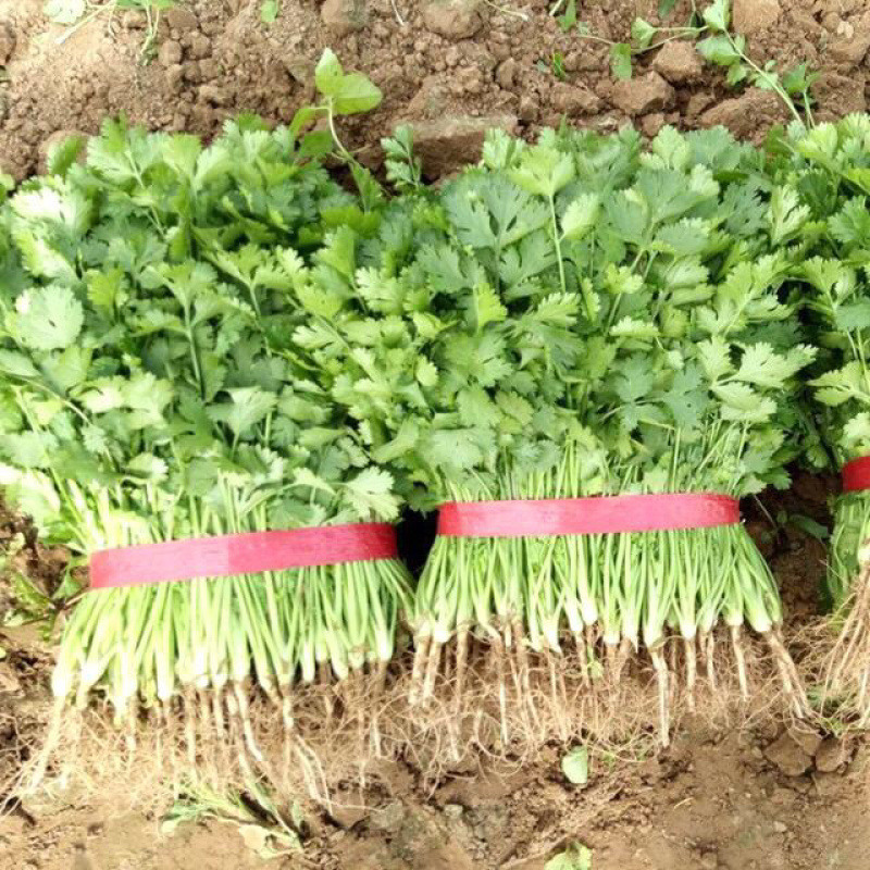 大叶香菜基地直发欢迎新老客户