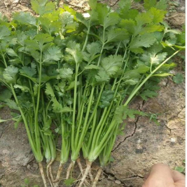大叶香菜基地直发欢迎新老客户