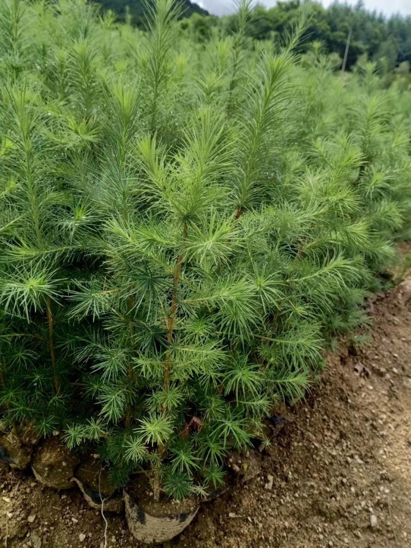 营养杯落叶松树苗长年供应大小杯其全欢迎选购