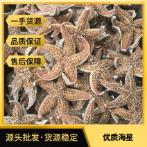 源头批发大号海星新鲜足干籽多味道鲜香