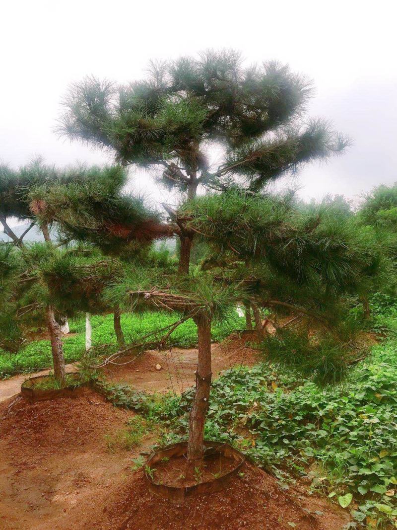 山东临沂市莒南县黑松树油松树