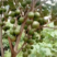 澳洲坚果、第二年挂果、量不大，现也叫临沧坚果