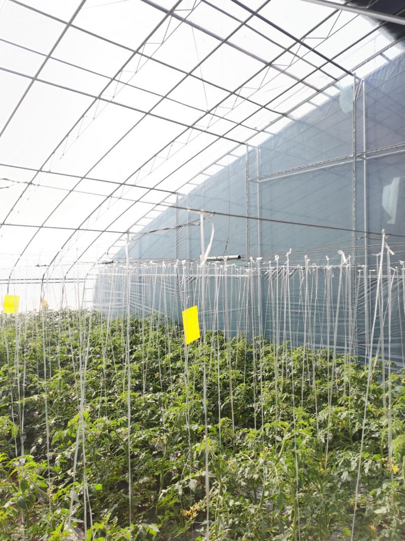 大拱棚，大棚，钢架大棚，大棚厂家，西红柿大棚，花梁温室