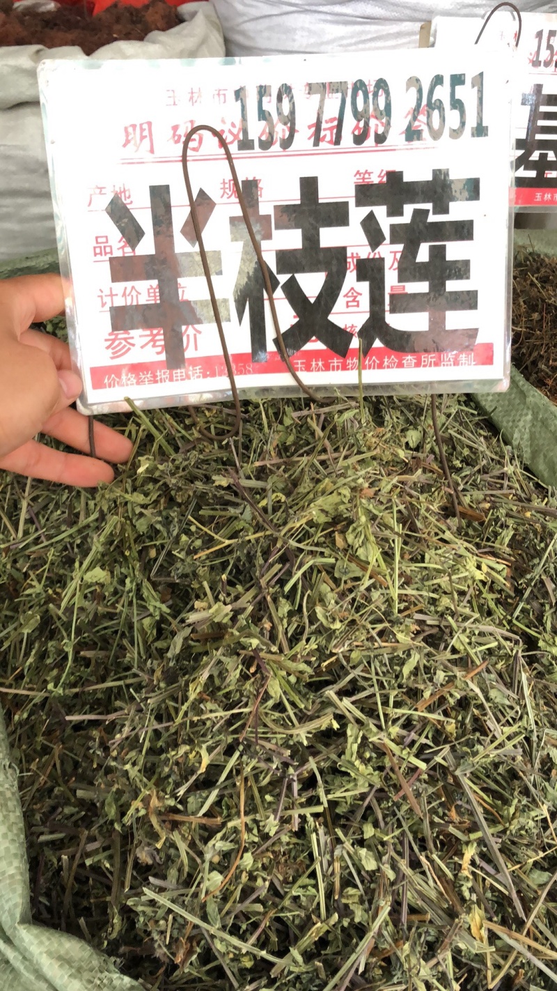 半枝连新货条子饮片规格齐