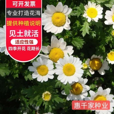 白晶菊种子多年生小雏菊种子四季播种小白菊花种籽花海种子