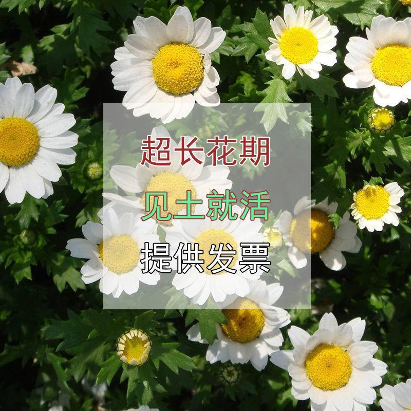 白晶菊种子多年生小雏菊种子四季播种小白菊花种籽花海种子