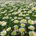 白晶菊种子多年生小雏菊种子四季播种小白菊花种籽花海种子
