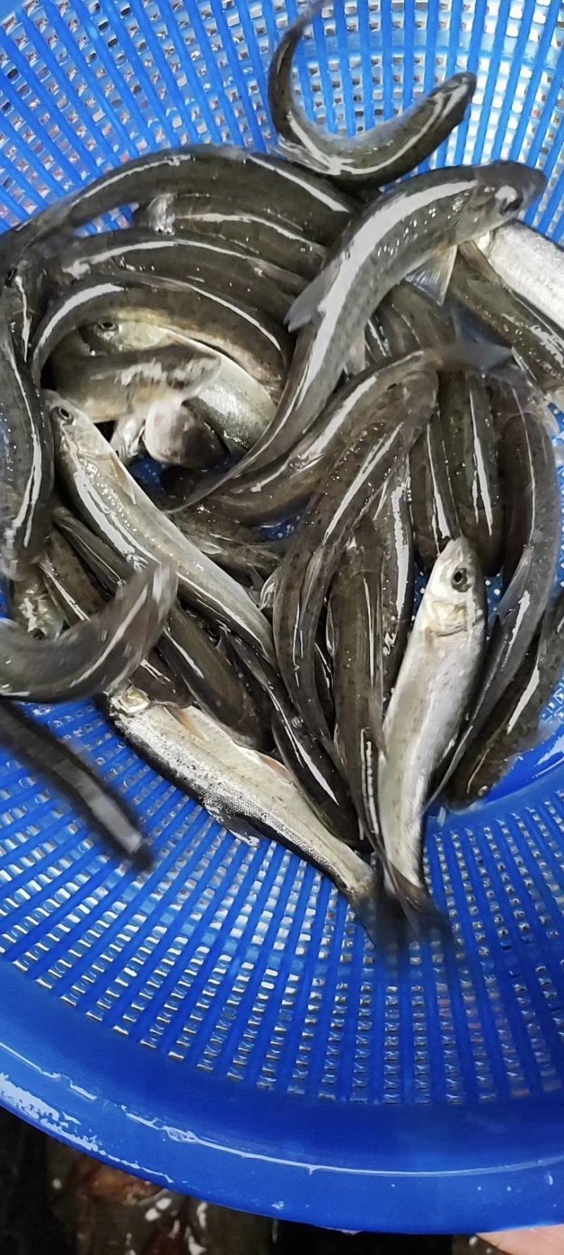 雅鱼苗又叫细磷鱼苗或者裂腹鱼苗