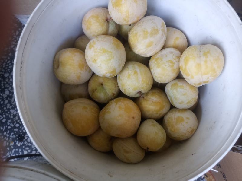 麻阳高山黄金奈李(奈李金奈李)