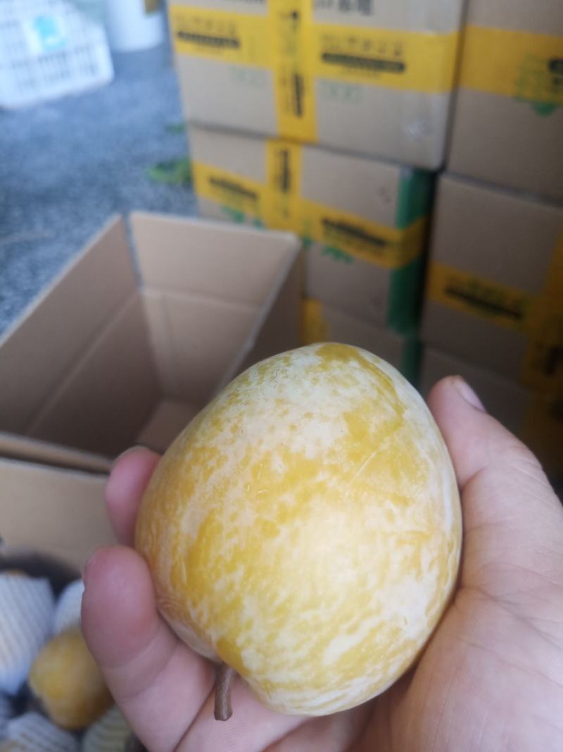麻阳高山黄金奈李(奈李金奈李)