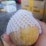 麻阳高山黄金奈李(奈李金奈李)