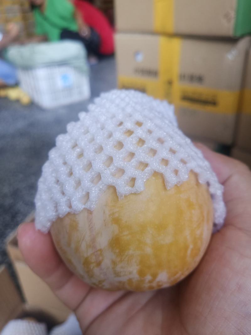 麻阳高山黄金奈李(奈李金奈李)