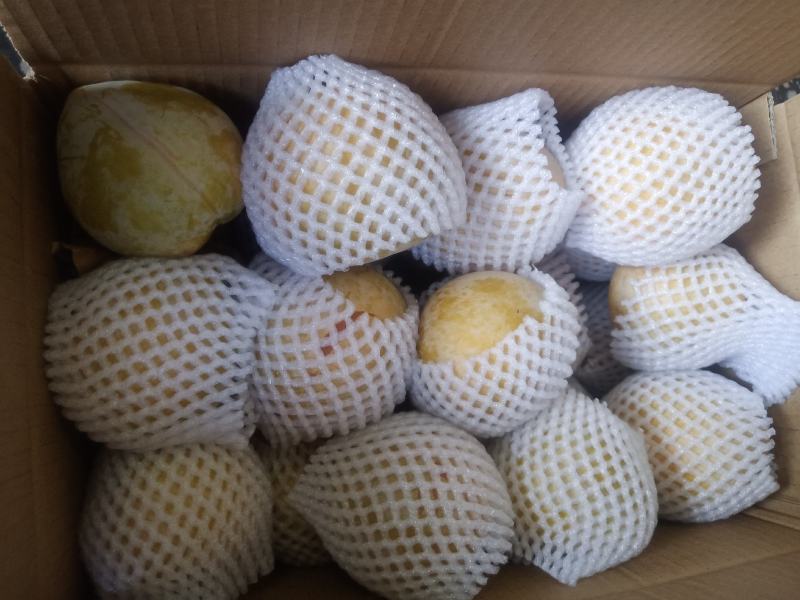 麻阳高山黄金奈李(奈李金奈李)