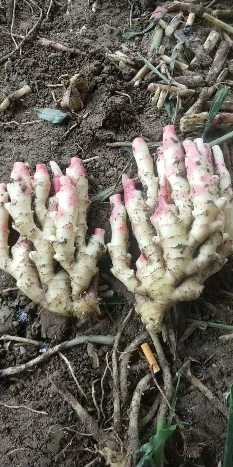 红芽嫩姜支持一件代发整车，