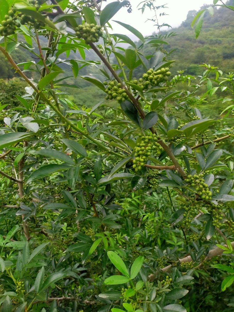 花椒，青花椒，红花椒，有干花椒！青花椒也有干的！