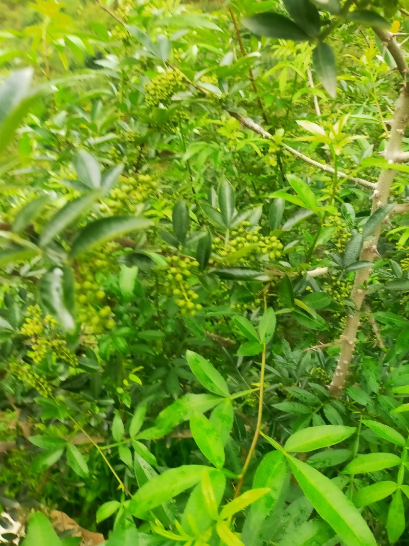 花椒，青花椒，红花椒，有干花椒！青花椒也有干的！