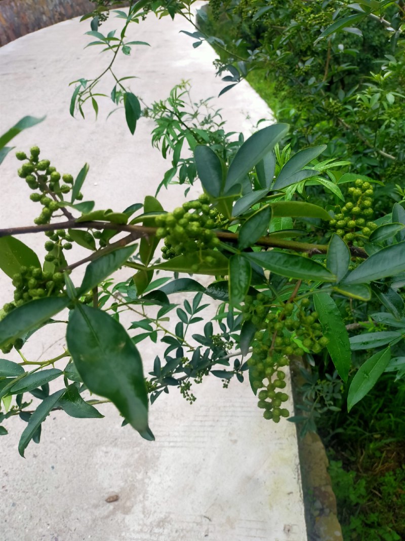 花椒，青花椒，红花椒，有干花椒！青花椒也有干的！