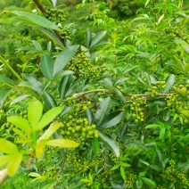 花椒，青花椒，红花椒，有干花椒！青花椒也有干的！