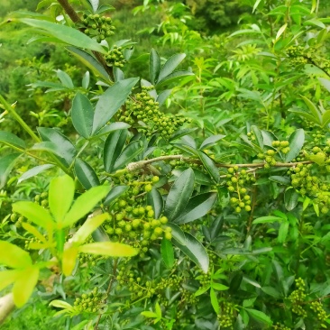 花椒，青花椒，红花椒，有干花椒！青花椒也有干的！