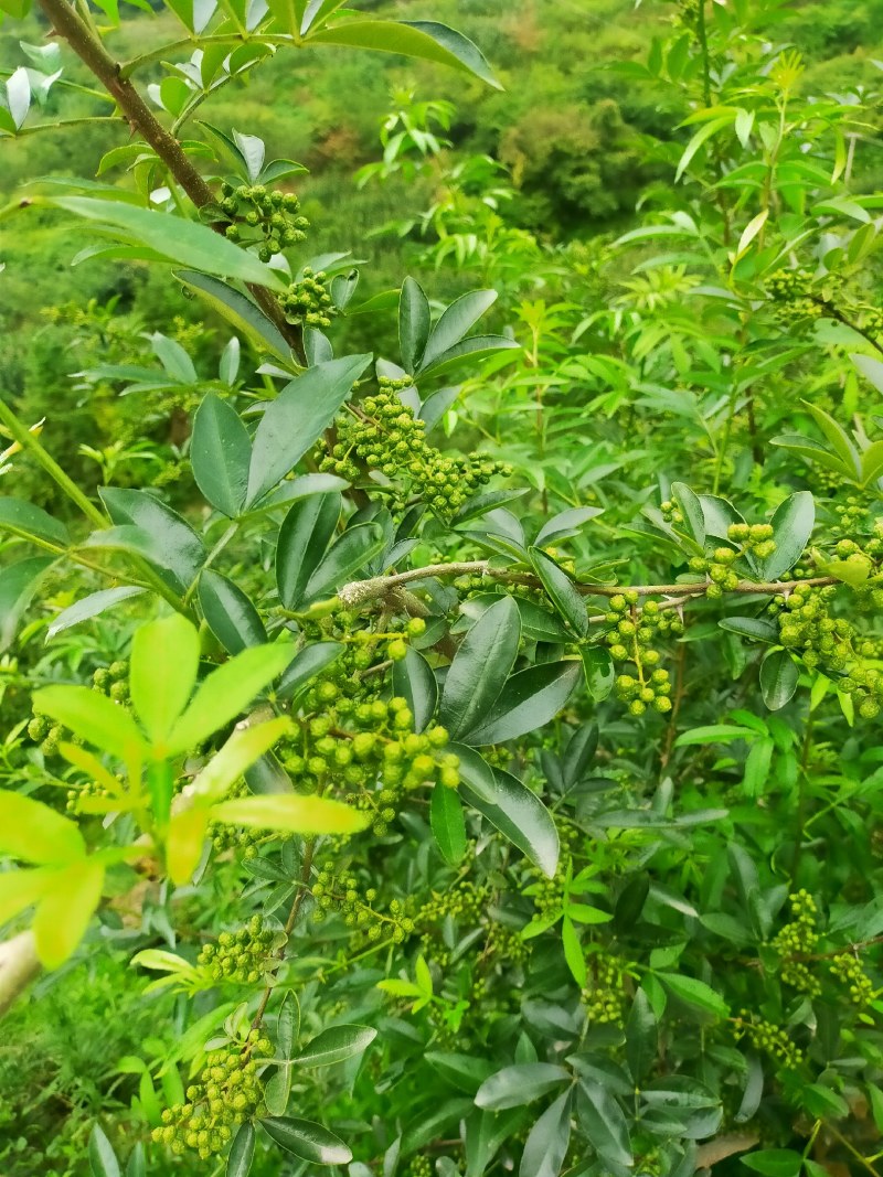 花椒，青花椒，红花椒，有干花椒！青花椒也有干的！