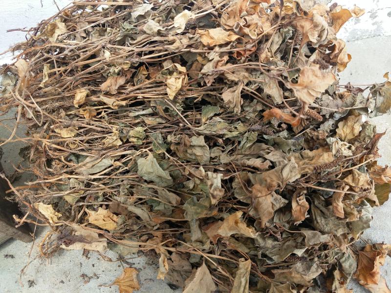 纯野生折耳根鱼腥草、新鲜大山鱼腥草、干折耳根、干鱼腥草叶
