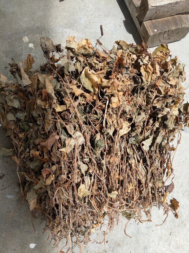 纯野生折耳根鱼腥草、新鲜大山鱼腥草、干折耳根、干鱼腥草叶