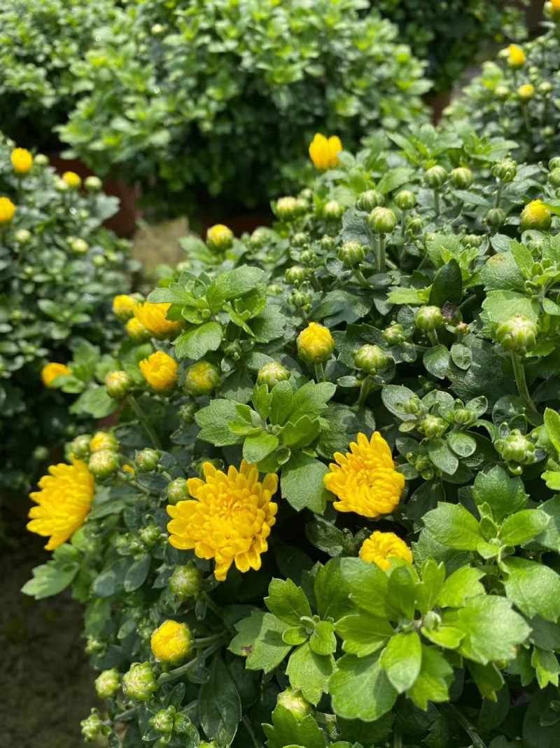 球菊，18杯球菊，加仑杯球菊，球菊基地直销
