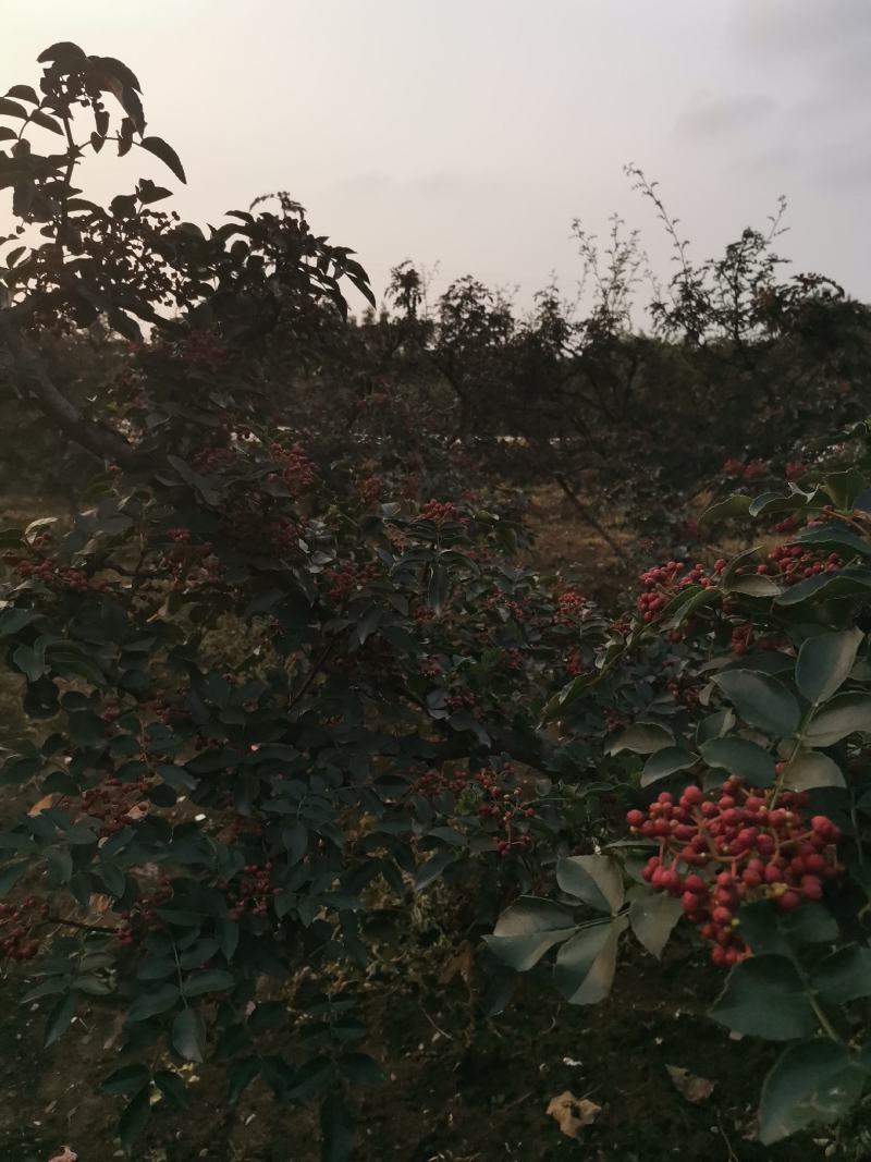 正宗陕西韩城大红袍花椒