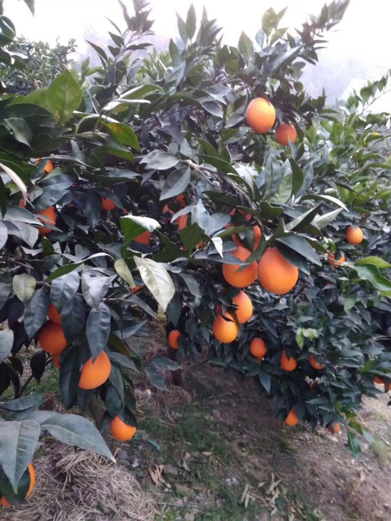 秭归长虹果肉细腻果园采摘细皮多汁质量保证