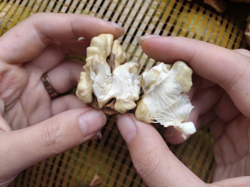 青皮核桃大优青皮核桃