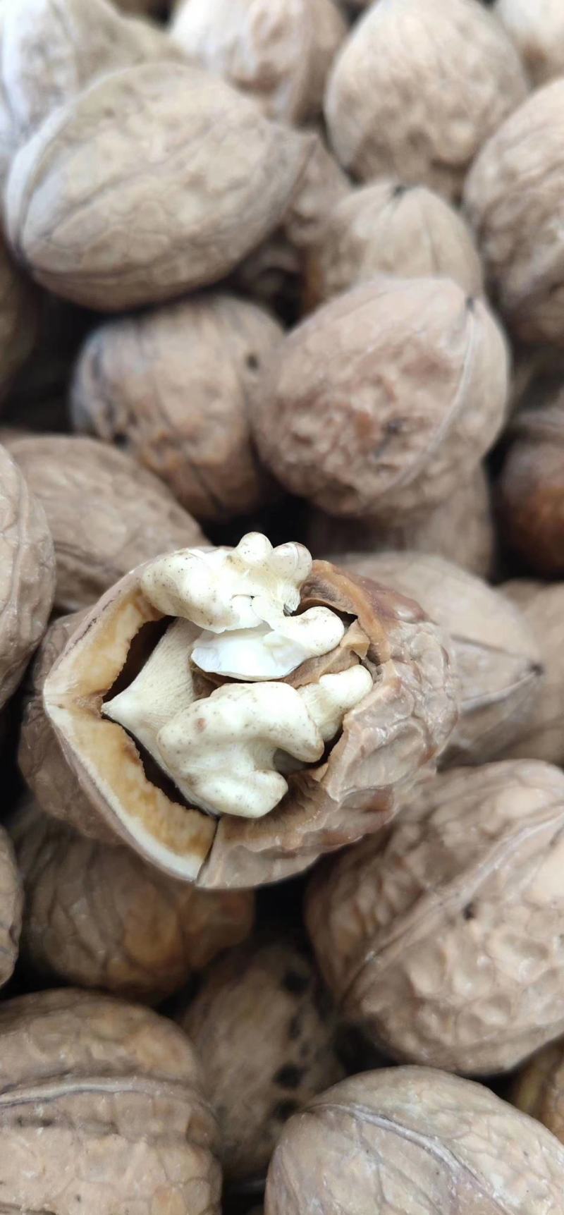 青皮核桃大优青皮核桃